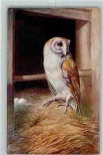 Eule