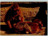 W8500 Nürnberg Magotaffen Zoo Nürnberg Affe