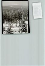 W3396 Torfhaus , Harz verschneiter Wald Baum FOTO KEINE AK
