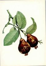 Guave AKU2 Frucht, Gemüse