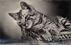 Quitsch-Karte Katze Mechanik Gebrauchsspuren