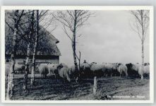 7963 Ruinen - Schafherde