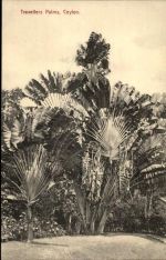 Colombo - Ceylon