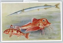 P.S.Bertault , Fische AKU2 Künstler
