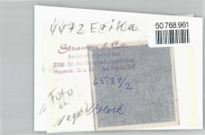 49733 W4472 Erika , Ems FOTO KEINE AK Foto mit Negativ