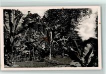Musengarten Banane