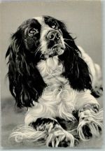 Cockerspaniel Spaniel