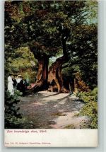 Sarö Tausendjährige Eiche Baum 1900