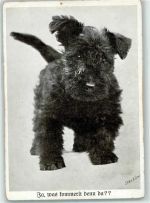 Rauhhaarterrier Terrier Gebrauchsspuren