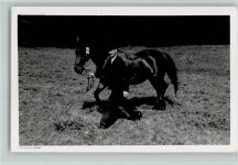 W6407 Schlitz Mann mit Pferd Pferd