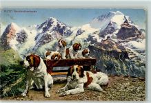 Handefamilie mit Welpen AK Bernhardiner 1924 Gebrauchsspuren