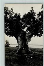 Tallinn Reval - Baum