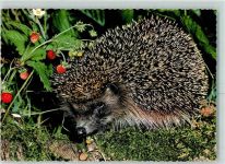 Hedgehog AK Igel