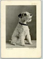 Fotografie Max Baur Nr. 308 AK Terrier