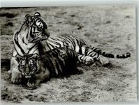 Sibirische Tiger mit Jungen - VEB Bild und Heimat Raubkatze 1976