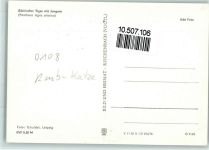 Sibirische Tiger mit Jungen - VEB Bild und Heimat Raubkatze 1976