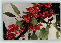 Johannisbeere AK Frucht, Gemüse