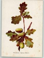 Stiel-Eiche - Aquarell v. Gönner - Flecken Frucht, Gemüse