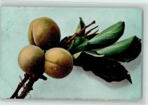 Pfirsiche AK Frucht, Gemüse