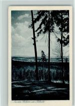 O8000 Pillnitz Wälder Baum
