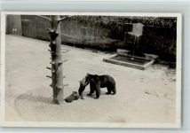 Bern Berne Bärengraben - Bär mit Jungen Bär 1923 Foto AK
