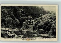 A typical scene of New Zealand's crystal mountain streams which help produce the finest lamb in the World
