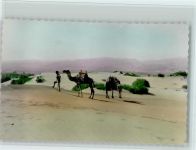 Las Palmas de Gran Canaria - Dunas de arena Camellos Kamele in den Dünen