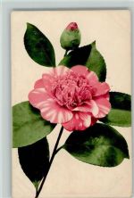 Nr. 573 Blumen Rommel 1914