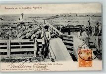 Estancia Bano de Ovejas Schafe Motiv Argentinien 1904