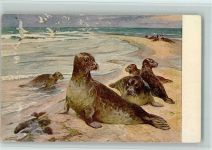 Meinholds Tierbild Nr. 93 - Seehund Robbe Künstlerkarte