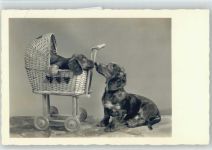 Puppenwagen mit Dackel Foto 1940 AK Dackel