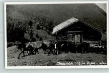 83224 W8217 Grassau , Chiemgau Foto AK Pferdeweide auf der Hefter-Alm Pferde Hüttenstempel