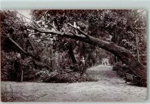 09111 O9000 Chemnitz , Sachs 1916 - Sturm-Katastrophe Am Schlossteich