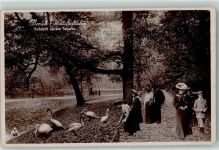 10115 W1000 Tiergarten 1908 - Tiergarten Schwäne Serie Berlin Weltstadtleben