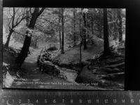 32756 W4930 Detmold GLASNEGATIV Naturschutzpark