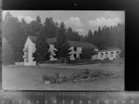 56479 W5439 Rehe GLASNEGATIV