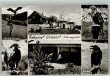 W7272 Walddorf b Nagold Falkenhof Walddorf Seeadler Wanderfalke Kolkrabe Roter Milan Raubvogel Foto AK
