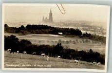 89073 W7909 Oberberghof , Donau Gebrauchsspuren Kühe
