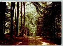 W2875 Stenum Wald Baum FOTO KEINE AK