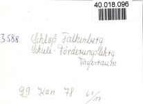 34576 W3588 Falkenberg , Hess FOTO KEINE AK Schloß Schule-Förderungslehrgang Innenaufnahme Tagesraum