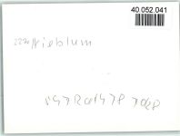 25938 W2270 Nieblum FOTO KEINE AK Reetdach