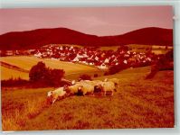37642 W3451 Holenberg FOTO KEINE AK Ortsansicht und Schafherde