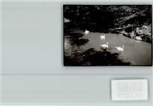 W5592 Klotten Schwäne Schwan FOTO KEINE AK