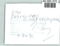 21224 W2107 Vahrendorf FOTO KEINE AK Kirche Rosengarten, Orgel