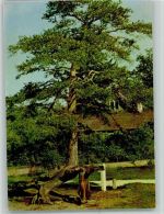 Pinienbaum AKU2