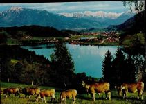 87509 W8970 Immenstadt i. Allgäu - Alpsee Kühe
