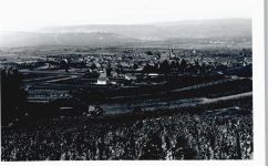 55437 W6531 Ockenheim , Rheinhess - Foto-Karte