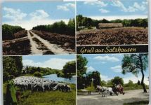 21376 W2125 Salzhausen , Lüneburger Heide - Schäfer