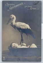Baby Storch