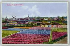 3500 Utrecht - Mühle Panorama Blumenfeld
